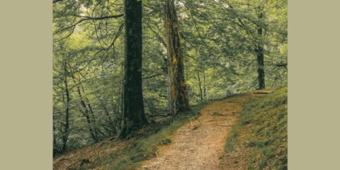 Cover Image for track Resonant Circuits - Forest Walk