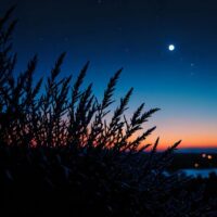 Cover art for Yal!X - Fly Away, featuring a dreamlike atmospheric landscape reflecting the ambient electronic mood.