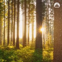 Atmospheric forest landscape at dawn, symbolizing the awakening of nature and the organic sound of Northern Drift & Jonny Abbey.