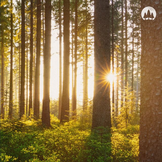 Atmospheric forest landscape at dawn, symbolizing the awakening of nature and the organic sound of Northern Drift & Jonny Abbey.